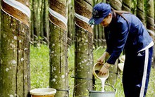 Trung Quốc là thị trường xuất khẩu cao su lớn nhất của Việt Nam