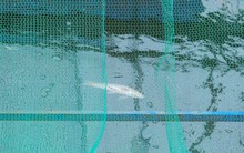 Clip: Đàn cá Koi Nhật Bản bơi chậm chạp sau 3 ngày thả xuống nước được xử lý ở sông Tô Lịch