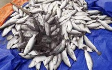 Đã xác định được nguyên nhân cá lồng bè ở Hà Tĩnh chết đột ngột