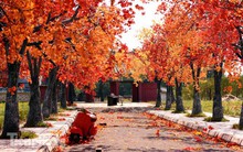 Ngỡ ngàng với con đường phong lá đỏ ở Hà Nội