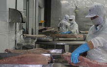 Thẻ vàng thủy sản ảnh hưởng lớn đến xuất khẩu của doanh nghiệp