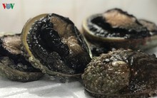 Đặc sản bào ngư viền đen có giá tiền triệu mà không dễ mua