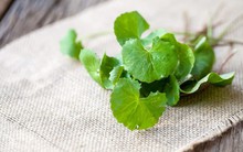 Công dụng tuyệt vời của cây rau má, giúp hạ men gan khi dùng thuốc điều trị ung thư mà không phải ai cũng biết