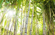 Cổ phiếu SBT đang giảm, Thành Thành Công Biên Hòa vẫn quyết đưa 61 triệu cổ phiếu quỹ ra bán