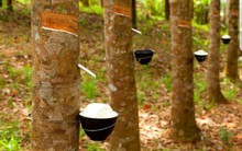 Xuất khẩu cao su mang về hơn 1,3 tỷ USD trong 8 tháng đầu năm  2019