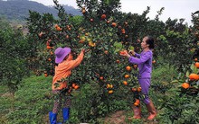 Có một thứ đặc sản Vân Đồn…