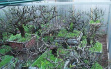 Dân làng Nhật Tân xây phòng riêng, lắp điều hòa cho đào bung nở đúng dịp Tết Nguyên đán