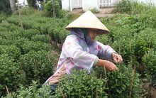 Mưa bão, làng hoa Tết ở Tiền Giang và Bến Tre điêu đứng