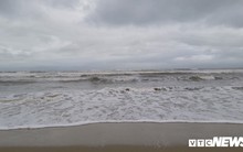 Ảnh: Mang sắt thép quây chằng chịt cả trăm cây dừa ven bãi biển hấp dẫn nhất hành tinh