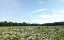 Hàng loạt dự án ở Bình Dương dừng bán 'lúa non,' chờ xử lý