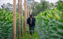 Xuất hiện làng hoa Tây Tựu thứ hai gần Hà Nội