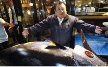 Cá ngừ vây xanh khổng lồ được đấu giá hơn 3 triệu USD tại Nhật Bản