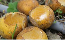 Người trồng cam tiến vua chết đắng khi mỗi đêm mất cả chục triệu đồng