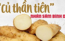 Loại khoai dân dã được Đông y gọi là "củ thần tiên", "nhân sâm bình dân": Tốt thế nào?