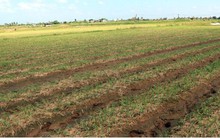 Hành tím chết sau bão, người trồng hành ở Sóc Trăng điêu đứng