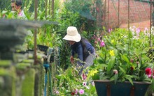 Chưa Tết, vựa hoa lan khủng tại TP.HCM đã 'cháy hàng'