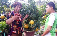 Bưởi Diễn vừa xuất hiện ở miền Tây, nhiều người liền bỏ bạc triệu “săn” đón