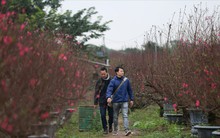 Gốc đào "khủng" được chủ vườn "hét" giá cho thuê trên trăm triệu đồng