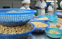 Kỷ lục buồn của ngành điều