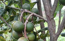 Lai Châu sẽ trở thành thủ phủ cây mắc ca ở Việt Nam