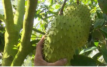 Nhà vườn Hậu Giang chuẩn bị hơn 50 tấn mãng cầu cho thị trường Tết