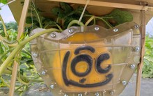 Dưa hấu thỏi vàng giá 600 ngàn đồng/trái vẫn hút người mua