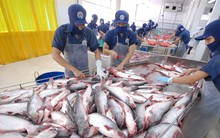 Giá cá tra cao 'chót vót' ngay đầu năm