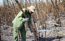 Nông dân gánh nợ vì liên tiếp xảy ra cháy mía