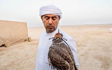 Huấn luyện chim ưng: Nghề kiếm ra hàng triệu USD ở Trung Đông