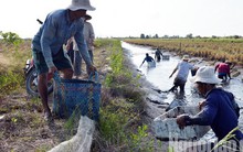 Cận Tết, về Cà Mau xem người dân quậy bùn bắt tôm càng xanh