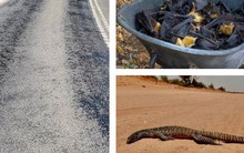 Cả thế giới đón mùa đông lạnh căm, riêng Úc chịu cảnh nắng nóng 50 độ, chảy cả nhựa đường