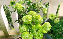 'Rộ mốt' chưng Tết hoa hồng xanh Đà Lạt giá bạc triệu