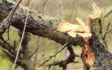 Một chủ vườn đào diện tình nghi trong vụ phá hoại đào Tết tiền tỉ bất ngờ tự tử