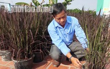 Kiểng lúa tím chưng Tết 50.000 đồng/chậu nhưng vẫn “cháy” hàng