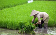 Gạo Việt 'đua' với gạo Thái, Ấn Độ, Campuchia thế nào?