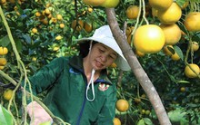 Những rừng cam thu tiền tỷ mỗi dịp Tết ở Hà Tĩnh
