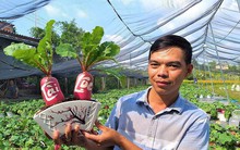Củ cải 'hồng phát' độc đáo chưng Tết ở Bến Tre
