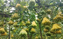 Phật thủ bước vào thời kỳ sôi động nhất năm