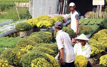 Thương lái săn mua tận vườn, cúc mâm xôi đạt mức giá cao chưa từng có