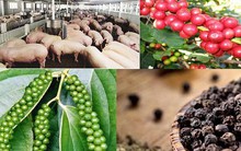 Xuất khẩu rau quả, gạo, thịt heo sang Trung Quốc dự báo gặp khó trong năm 2019