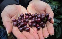 Đắng chát cà phê