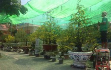 Giáp Tết Nguyên đán, hoa mai nửa tỷ đồng ồ ạt xuống phố