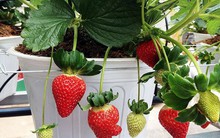 Rau, củ Ðà Lạt thành cây kiểng chơi Tết