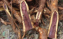 Chặt cây sưa trăm tỷ ở Hà Nội: "Chẻ đôi khúc rễ, dân làng mất ngay chục tấn thóc"