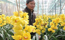 Phập phù hoa kiểng Tết: "Thủ phủ" hoa điêu đứng