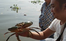 Người Sài Gòn mua cua mang đến chùa phóng sinh ngày ông Công ông Táo