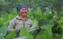 Làng lá dong lâu đời đất Hà thành tất bật trong những ngày cận tết