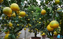 Lí do nào khiến bưởi Diễn cổ thụ 70 triệu vẫn khiến khách mở hầu bao?