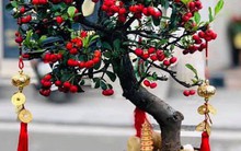 Rộ “mốt” chơi cây phong thủy đón Tết