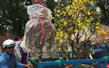 Kiếm tiền triệu mỗi ngày từ chở thuê ở chợ hoa ngày cận Tết